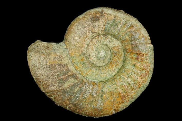 Ammonite (Orthosphinctes) Fossil - Germany #125608